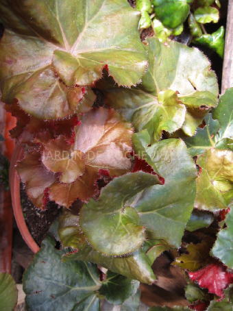 B. ‘Frostie Fairyland’